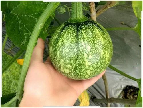 云南傣族网红吃瓜,云南傣族风情美食之旅