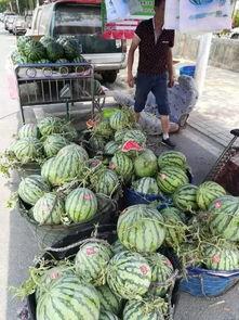 莆田网红吃瓜事件视频,揭秘网络舆论的风暴中心