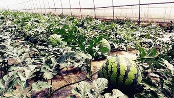 网爆热门大瓜吃瓜,真相与谣言的交织