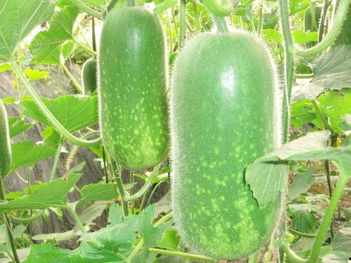 网红正能量吃瓜图片高清,高清美图传递生活美好