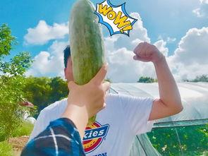 网红吃自己瓜,揭秘网络红人的真实生活