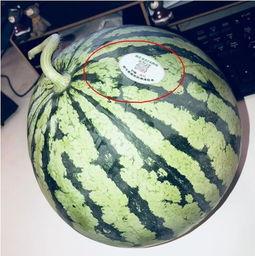 网红吃瓜头像图片大全,趣味横生的表情包盛宴