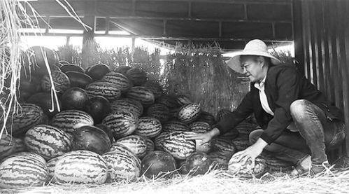 武都网红吃瓜群众事件真相,真相背后的网络舆论风暴