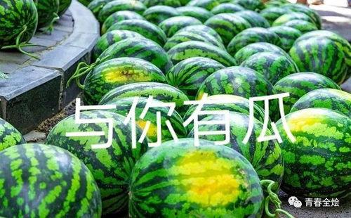 康县二饼网红吃瓜视频,网红吃瓜视频引发全网热议，揭秘当地美食魅力