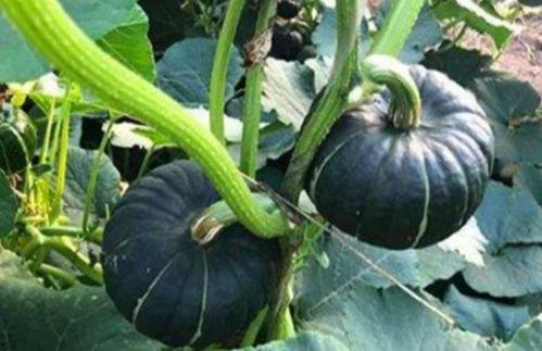 东北女百万网红吃瓜,揭秘网络红人的幕后故事