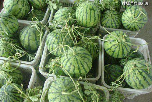 东北女百万网红吃瓜,揭秘网络红人的幕后故事