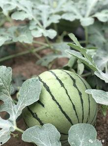 网红吃瓜最近,揭秘娱乐圈幕后真相，带你领略明星们的真实生活