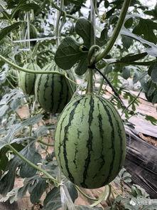 网红吃瓜最近,揭秘娱乐圈幕后真相，带你领略明星们的真实生活