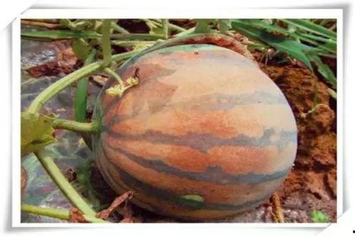 吃瓜网红 图片高清大图