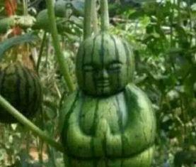 宁乡网红吃瓜事件真相,真相大白背后的网络舆论风暴