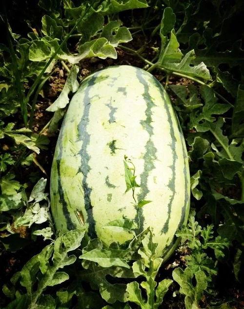 湘潭网红吃瓜事件,揭秘网络舆论的风暴与真相