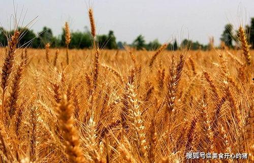 吴川网红麦子照片吃瓜