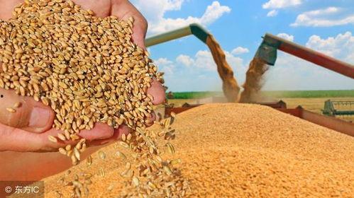 吴川网红麦子照片吃瓜