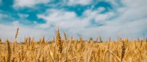 吴川网红麦子照片吃瓜