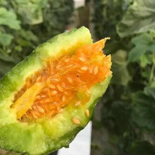 吃瓜网红头像图片大全,趣味横生的表情包盛宴