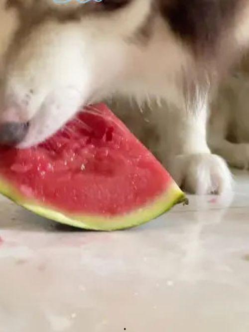 网红狗哥吃瓜图片,揭秘网红界的“瓜田”风云