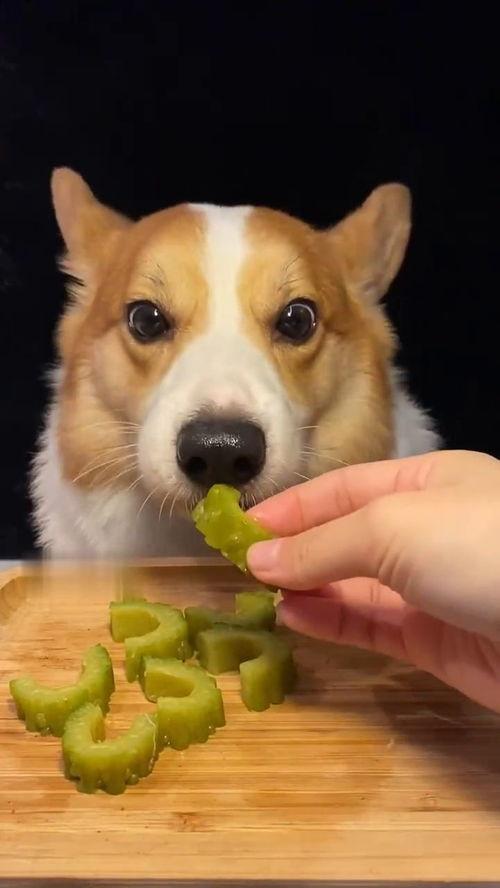 网红狗哥吃瓜图片,揭秘网红界的“瓜田”风云