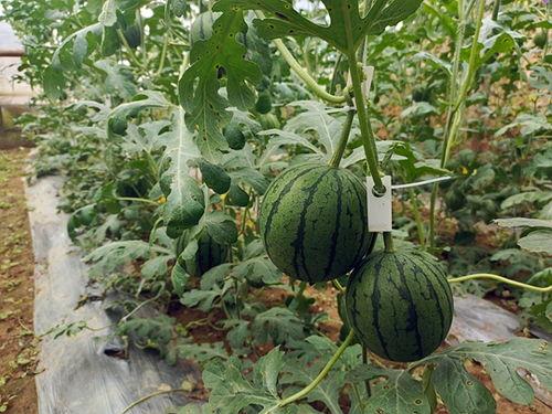 五一最新吃瓜网官方,官方揭秘热门事件幕后真相