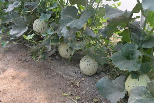 ccggbet吃瓜网官网,揭秘娱乐圈幕后故事，带你领略网络娱乐新风向