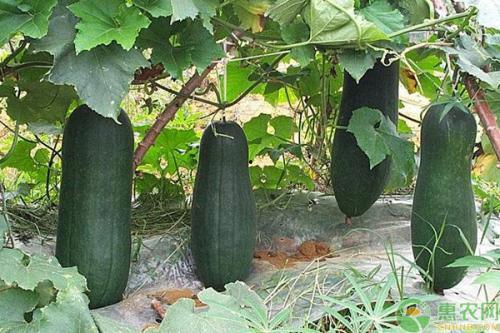 诸暨网红吃瓜事件真相是真的吗,真相揭秘，还原事件始末