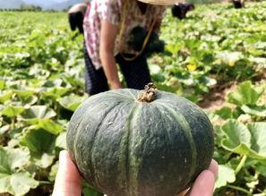 诸暨网红吃瓜事件真相是真的吗,真相揭秘，还原事件始末