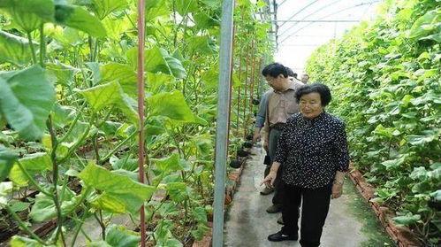 网红吃瓜解禁是真的吗还是假的,真相揭秘，是喜是忧？