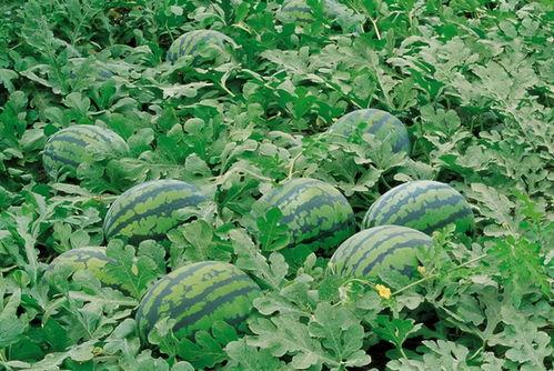 镇平网红吃瓜群微信