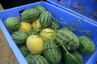 镇平网红吃瓜群微信