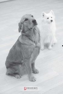 抖音网红狗子和我吃瓜,趣味互动引网友热议