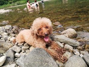 抖音网红狗子和我吃瓜,趣味互动引网友热议