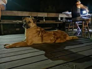 抖音网红狗子和我吃瓜,趣味互动引网友热议