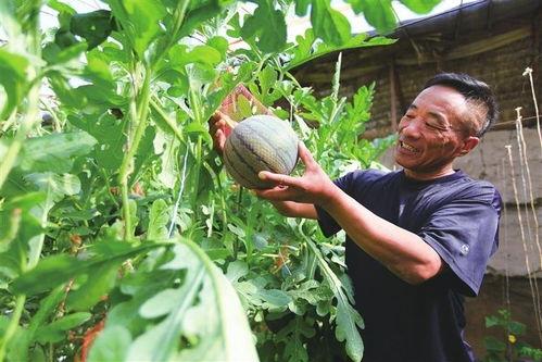 凤凰吃瓜网,揭秘娱乐圈最新热点，带你领略明星幕后故事