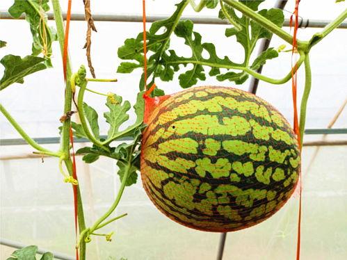 凤凰吃瓜网,揭秘娱乐圈最新热点，带你领略明星幕后故事