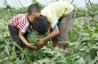 文安吃瓜事件网红,网红引发的网络狂欢与反思