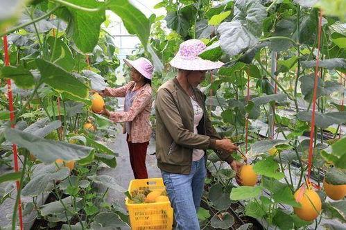 在景区吃瓜的网红是谁啊,瓜田李下谁主沉浮？