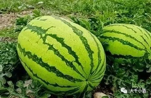 网红吃瓜大爆料真假,真相与谣言的较量