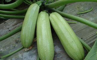 网红富贵闲人吃瓜是真的吗