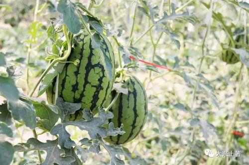 武都网红 吃瓜,吃瓜群众眼中的热点事件