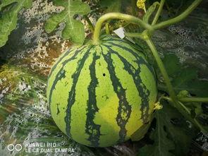 吃大瓜吃瓜网,吃大瓜吃瓜网带你领略明星幕后故事