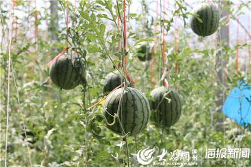 吃瓜视频网红吃瓜视频