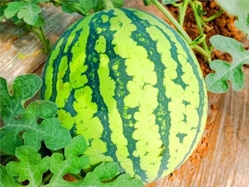 台州吃瓜新闻网红