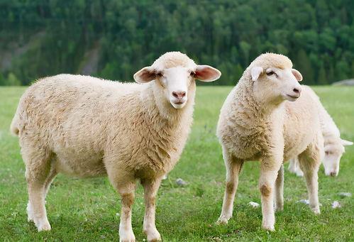 吃瓜网51爆料三只羊,吃瓜网51爆料大揭秘