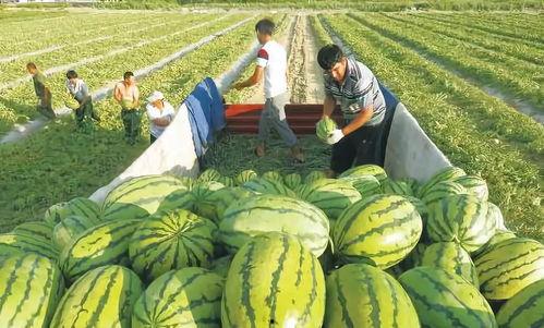 吃瓜网红 图片高清大图,高清大图下的视觉盛宴