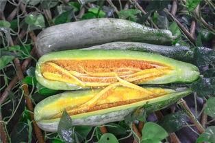 吃网红瓜的平台叫什么,揭秘热门话题背后的秘密