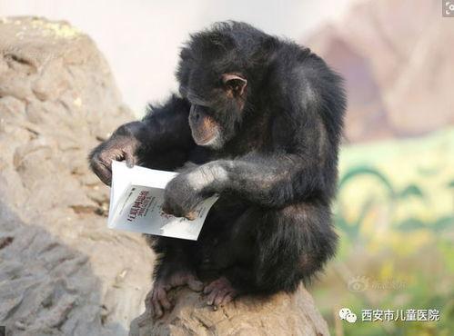 网红吃瓜像猩猩的是谁呀