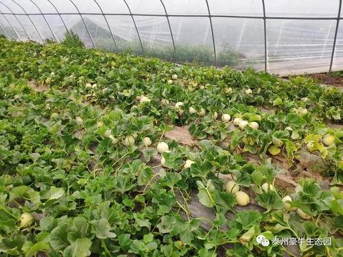 句容吃瓜大赛官网入口,一网打尽夏日狂欢盛宴”