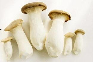 17cg吃瓜官网蘑菇,揭秘网络红人的幕后故事